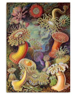 Actiniae #8201 - canvas