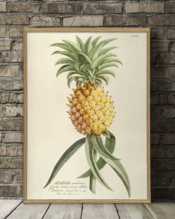 Ananas. Plant Poster #3700