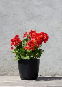 Berta Flowerpot