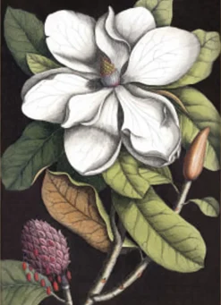 Black Magnolia #3403#