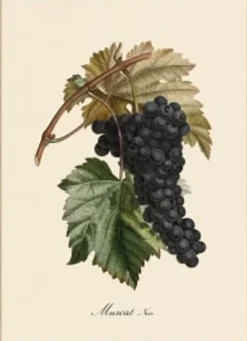 Black Muscat #3619