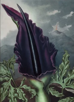 Black Velvet No. 9608