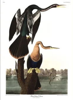 Black-bellied Darter #6528