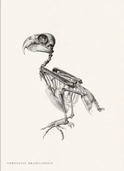 Chrysotis Braziliensis #5706