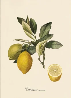 Citronier #3608