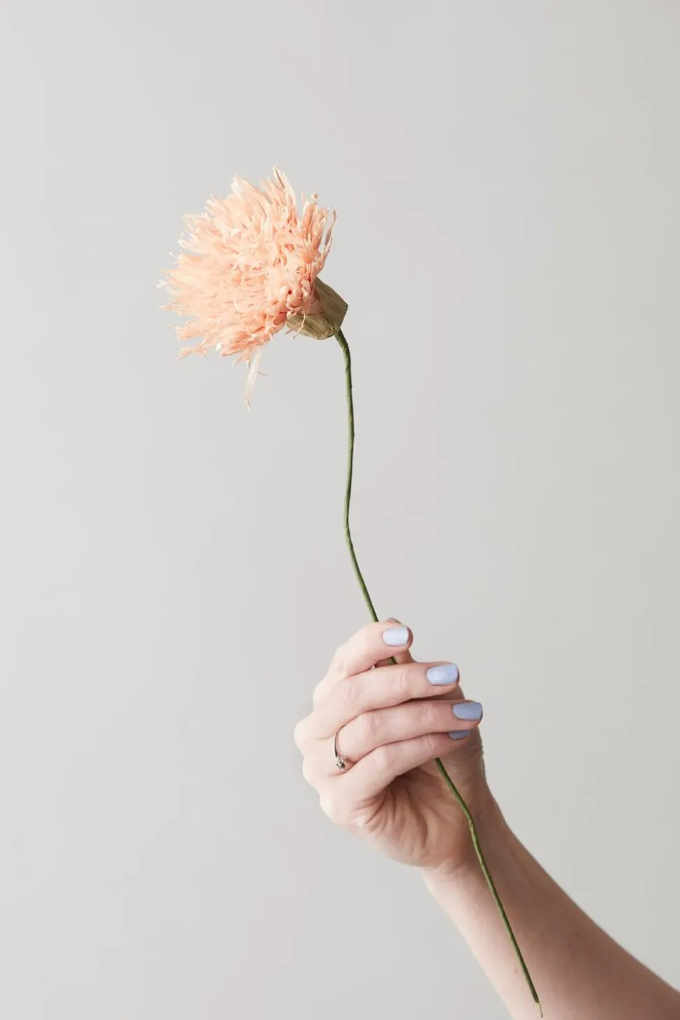 Paper Flower, Chrysanthemum