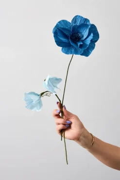 Paper Flower, Himalayan Poppy