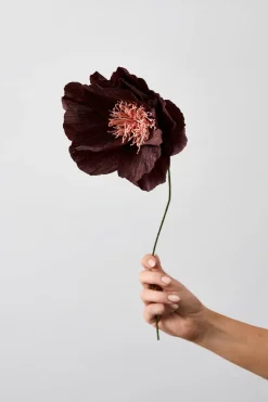 Paper Flower, Rhapsody Rose