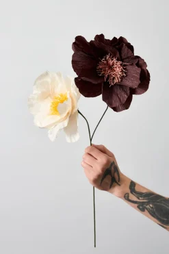 Paper Flower, Rhapsody Rose