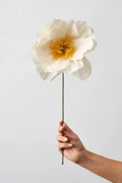 Paper Flower, Rhapsody Rose