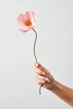 Paper Flower, Windflower