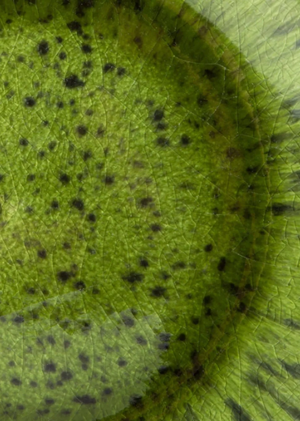 The Emeralds Ceramic Dinner Plate (Set of 2)