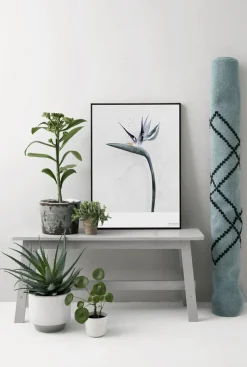 Vee Speers - Botanic Series